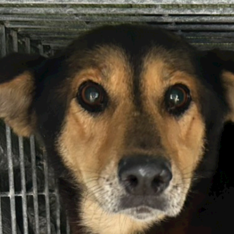 澎湖縣流浪動物收容中心,編號:441853, 混種犬          