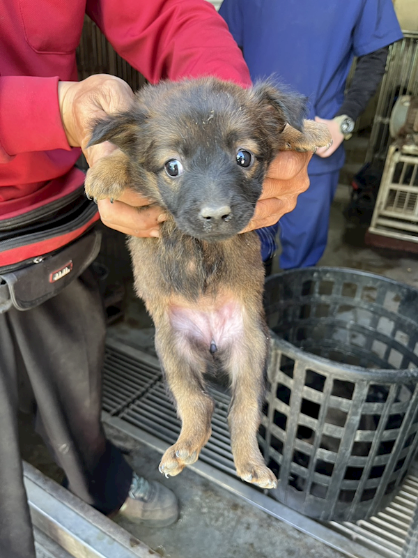 彰化縣流浪狗中途之家,編號:440917, 混種犬          