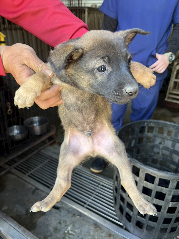 彰化縣流浪狗中途之家,編號:440915, 混種犬          