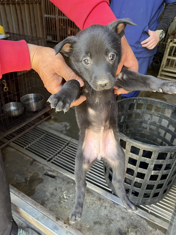 彰化縣流浪狗中途之家,編號:440913, 混種犬          