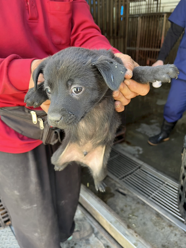 彰化縣流浪狗中途之家,編號:440905, 混種犬          