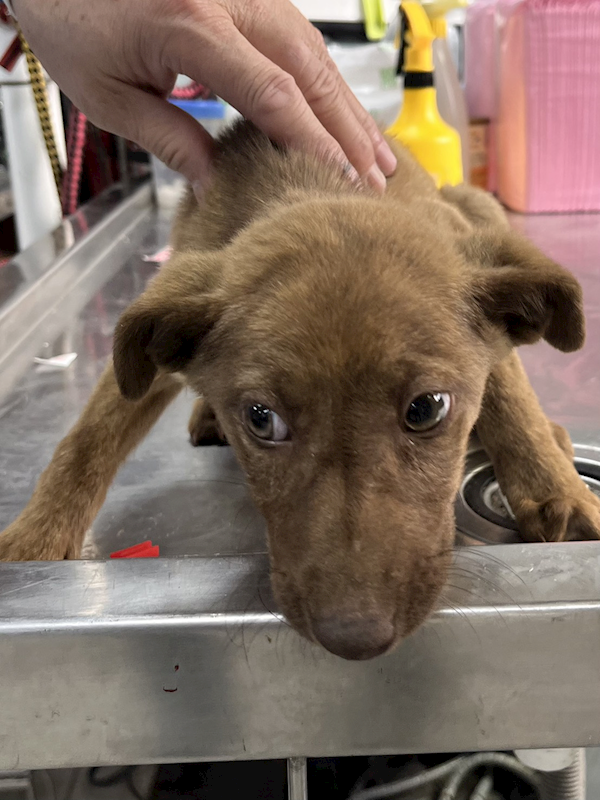 彰化縣流浪狗中途之家,編號:440526, 混種犬          