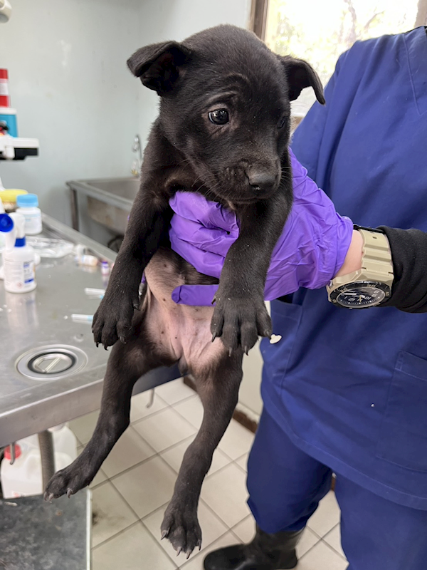 彰化縣流浪狗中途之家,編號:439652, 混種犬          