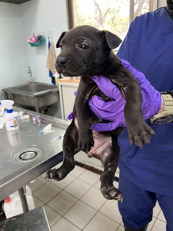 彰化縣流浪狗中途之家,編號:439651, 混種犬          