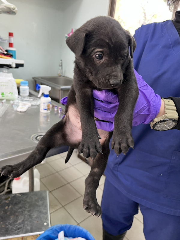 彰化縣流浪狗中途之家,編號:439650, 混種犬          