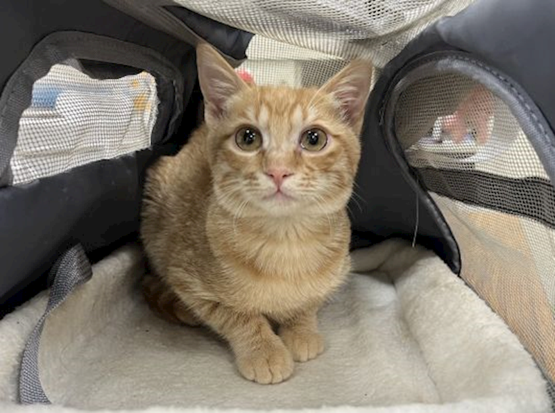 桃園市動物保護教育園區,編號:439584, 混種貓                 