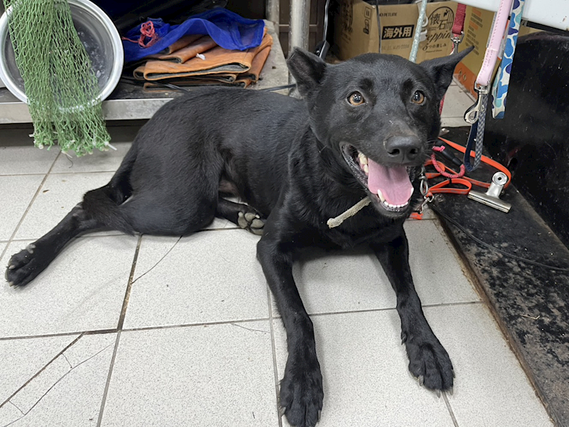 彰化縣流浪狗中途之家,編號:441973, 混種犬          