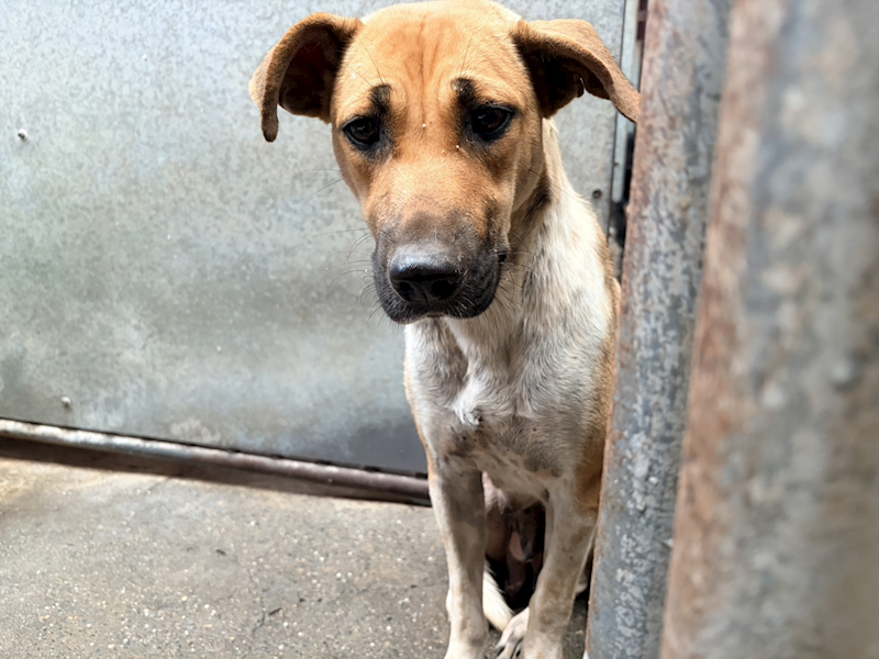 彰化縣流浪狗中途之家,編號:437377, 混種犬          