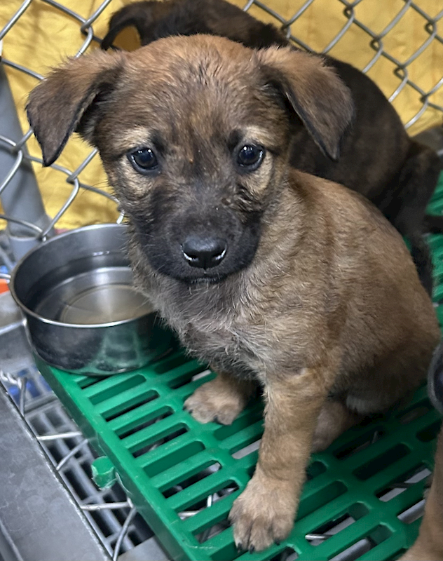 臺東縣動物收容中心,編號:441975, 混種犬          