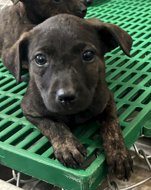 臺東縣動物收容中心,編號:441978, 混種犬          