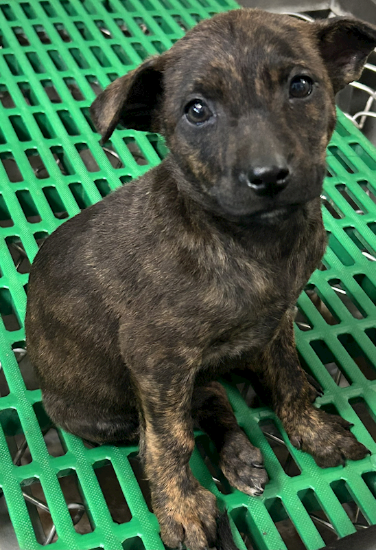 臺東縣動物收容中心,編號:441977, 混種犬          