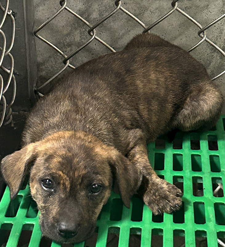 臺東縣動物收容中心,編號:441976, 混種犬          