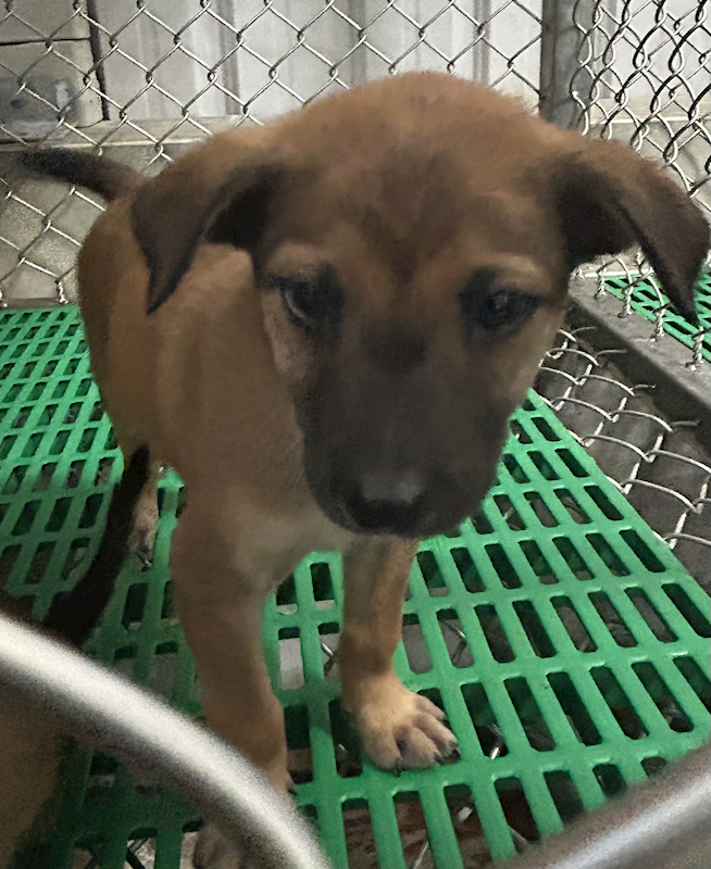 臺東縣動物收容中心,編號:441974, 混種犬          