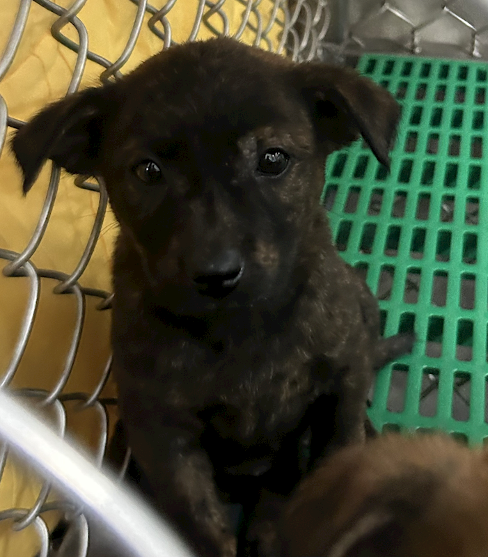 臺東縣動物收容中心,編號:441972, 混種犬          