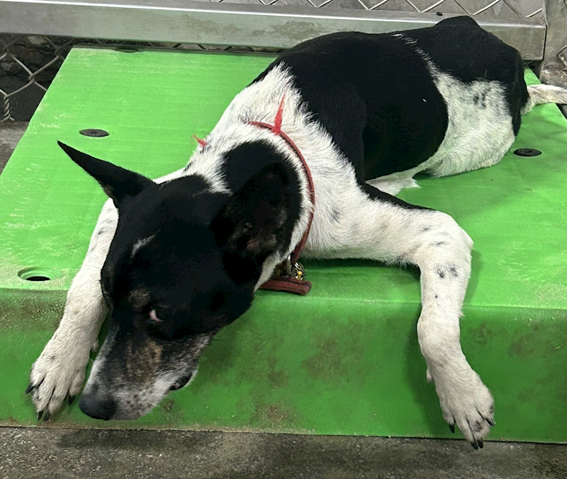 臺東縣動物收容中心,編號:441971, 混種犬          