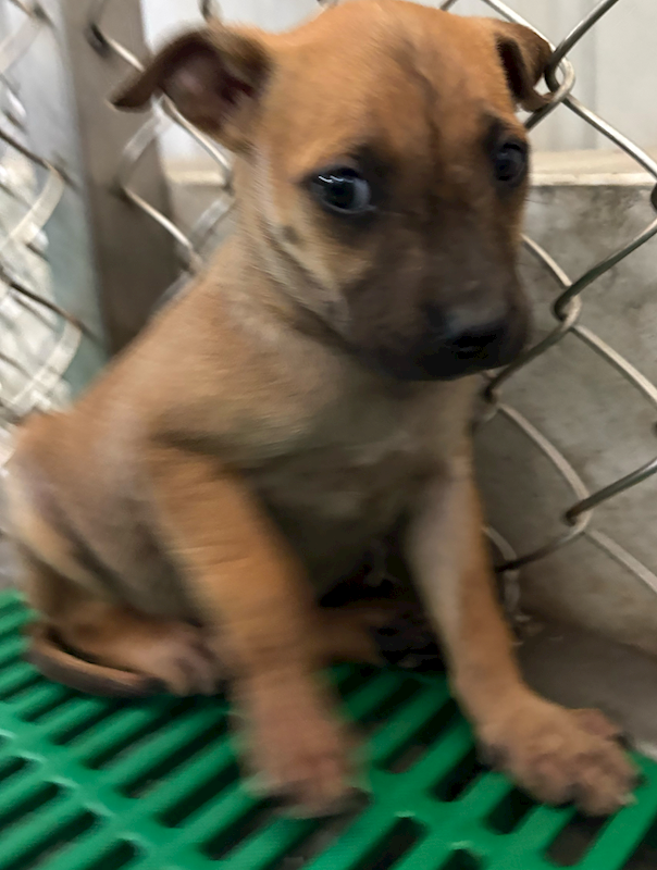 臺東縣動物收容中心,編號:441969, 混種犬          