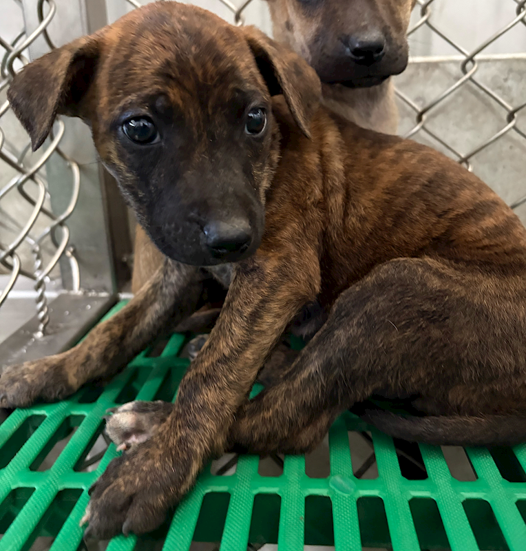 臺東縣動物收容中心,編號:441968, 混種犬          