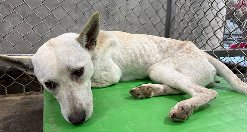 臺東縣動物收容中心,編號:441967, 混種犬          