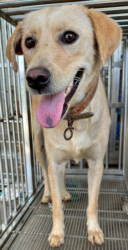 花蓮縣狗貓躍動園區,編號:431144, 混種犬          