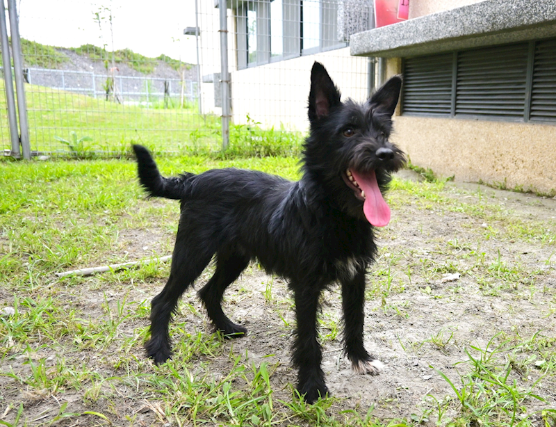 花蓮縣狗貓躍動園區,編號:287850, 混種犬          