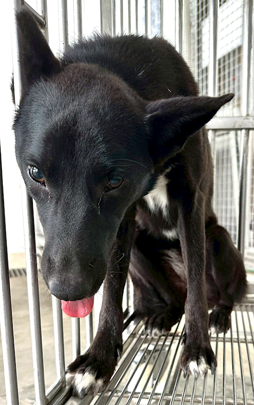 花蓮縣狗貓躍動園區,編號:407207, 混種犬          