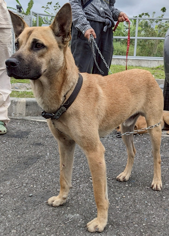 花蓮縣狗貓躍動園區,編號:399714, 混種犬          