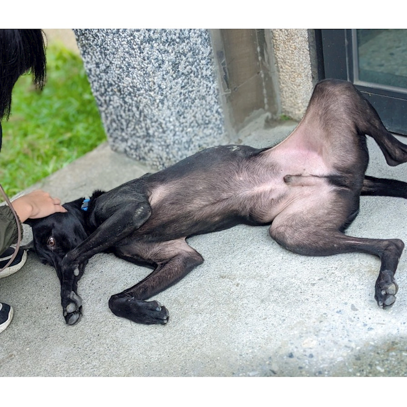 花蓮縣狗貓躍動園區,編號:299380, 混種犬          