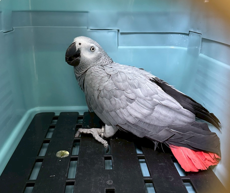 嘉義市動物保護教育園區,編號:441960, 灰鸚鵡