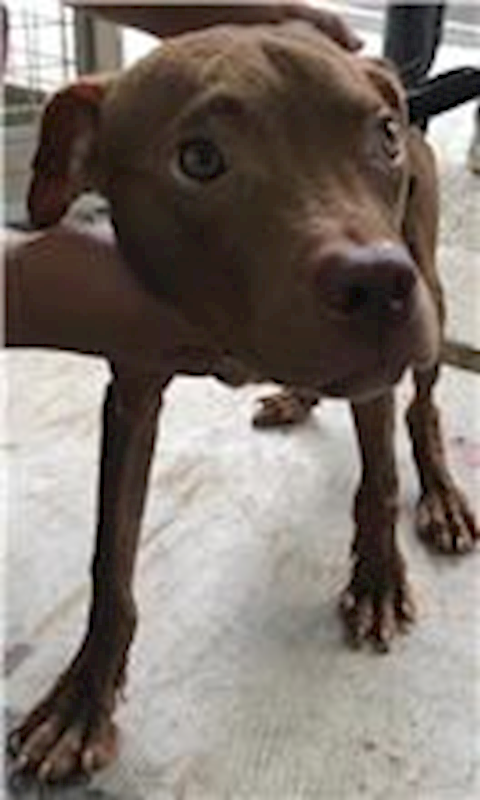 花蓮縣狗貓躍動園區,編號:263432, 混種犬          