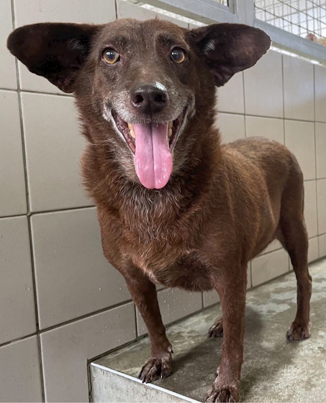 花蓮縣狗貓躍動園區,編號:369611, 混種犬          