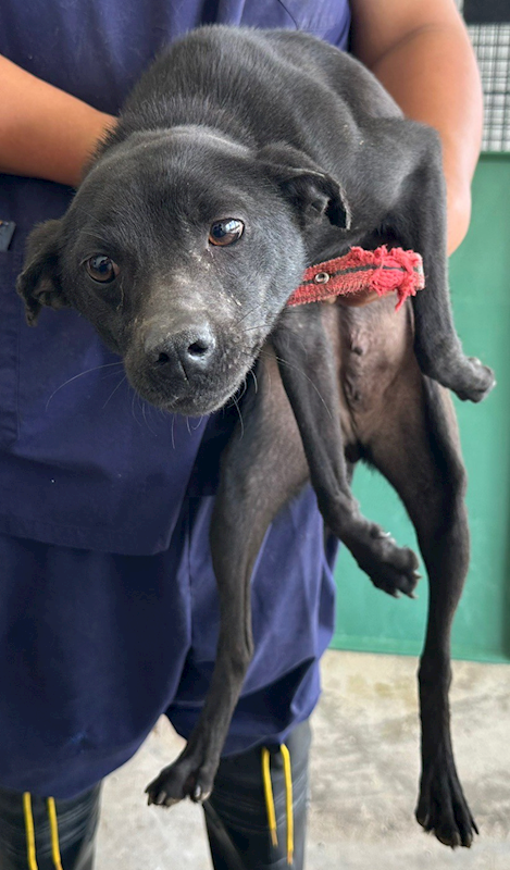 花蓮縣狗貓躍動園區,編號:401565, 混種犬          
