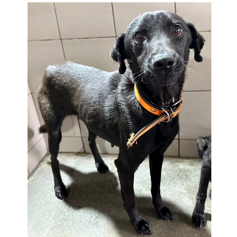 花蓮縣狗貓躍動園區,編號:401564, 混種犬          