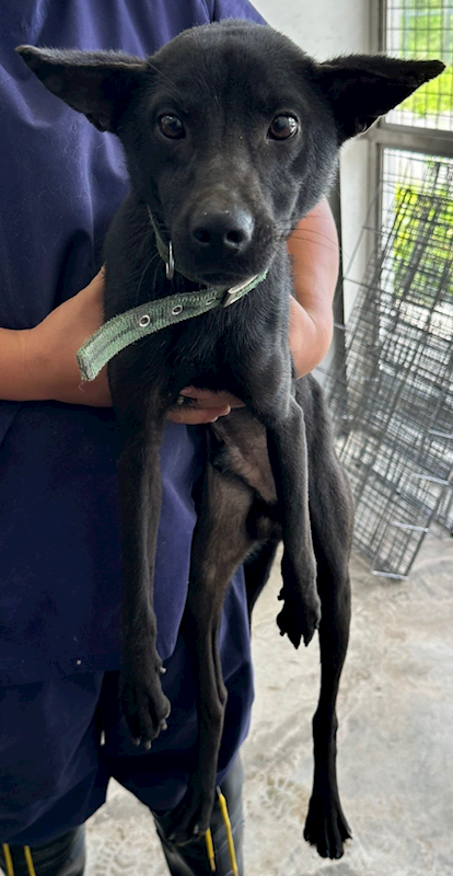 花蓮縣狗貓躍動園區,編號:401567, 混種犬          