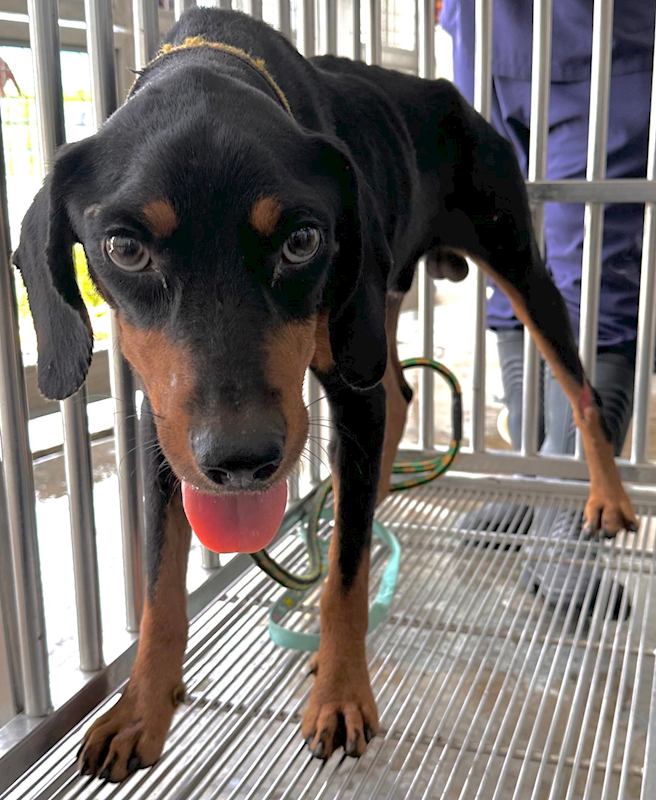 花蓮縣狗貓躍動園區,編號:368965, 混種犬          