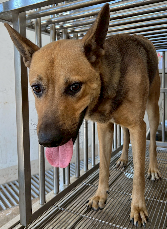 花蓮縣狗貓躍動園區,編號:421084, 混種犬          