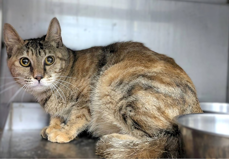 新竹縣動物保護教育園區,編號:441925, 混種貓                 