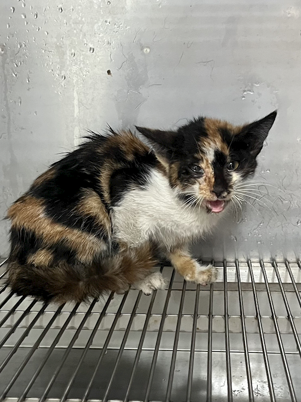 彰化縣流浪狗中途之家,編號:441802, 混種貓                 