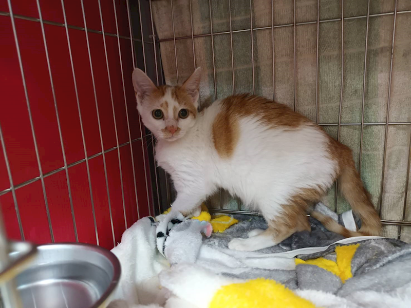 新北市板橋區公立動物之家,編號:441933, 混種貓                 