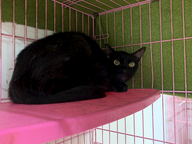 臺北市動物之家,編號:416534, 混種貓                 