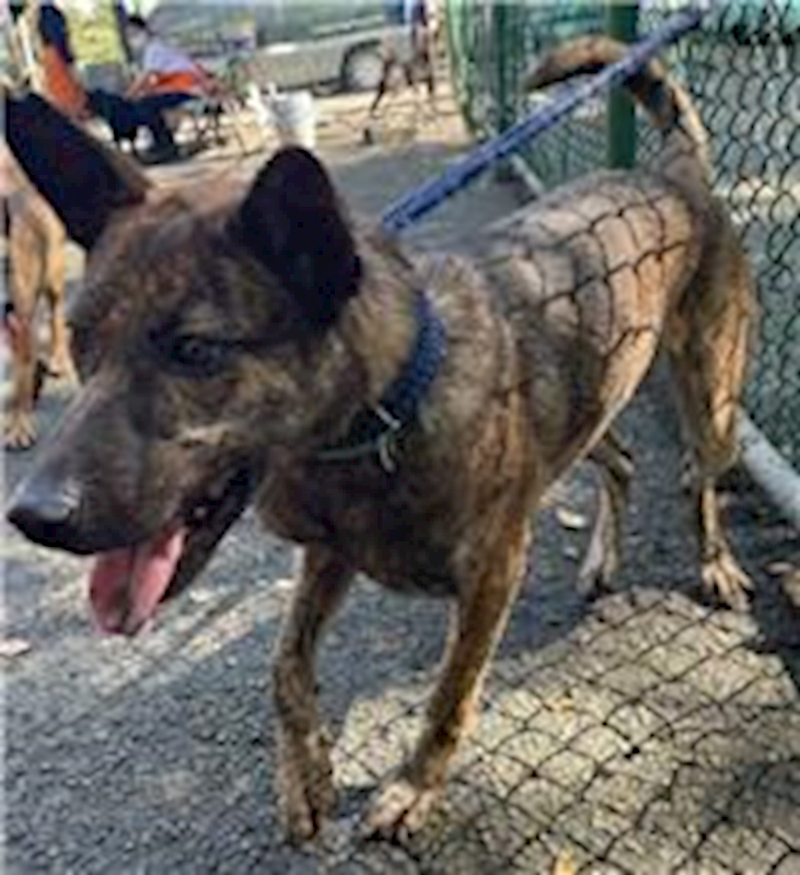 臺北市動物之家,編號:31610, 混種犬          