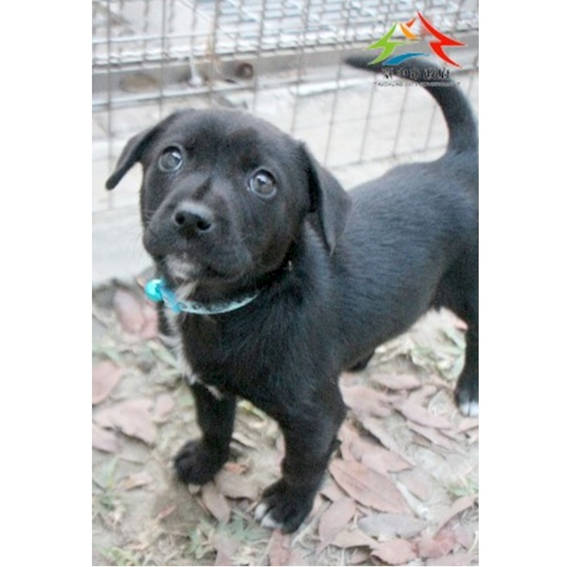 臺中市動物之家后里園區,編號:438690, 混種犬          