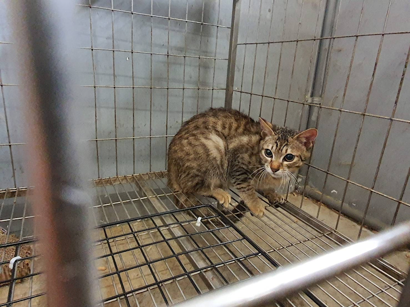 新竹市動物保護教育園區,編號:441924, 混種貓                 