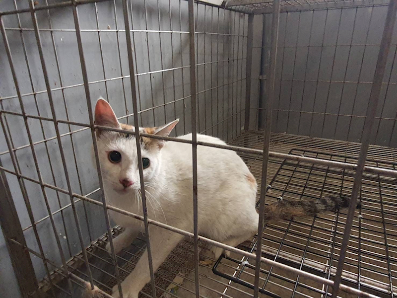 新竹市動物保護教育園區,編號:441923, 混種貓                 