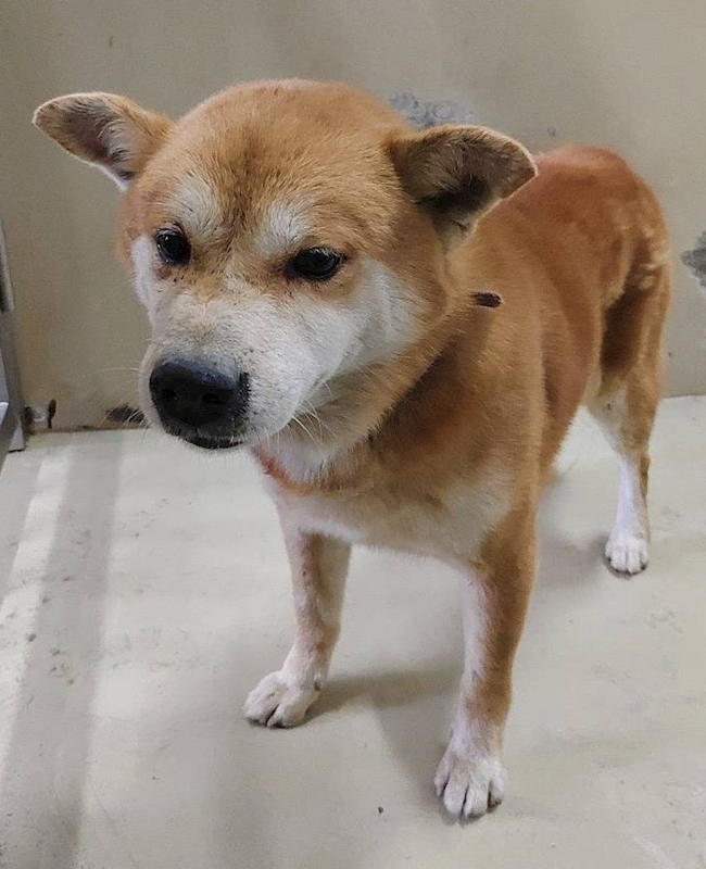 嘉義市動物保護教育園區,編號:441907, 柴犬                  