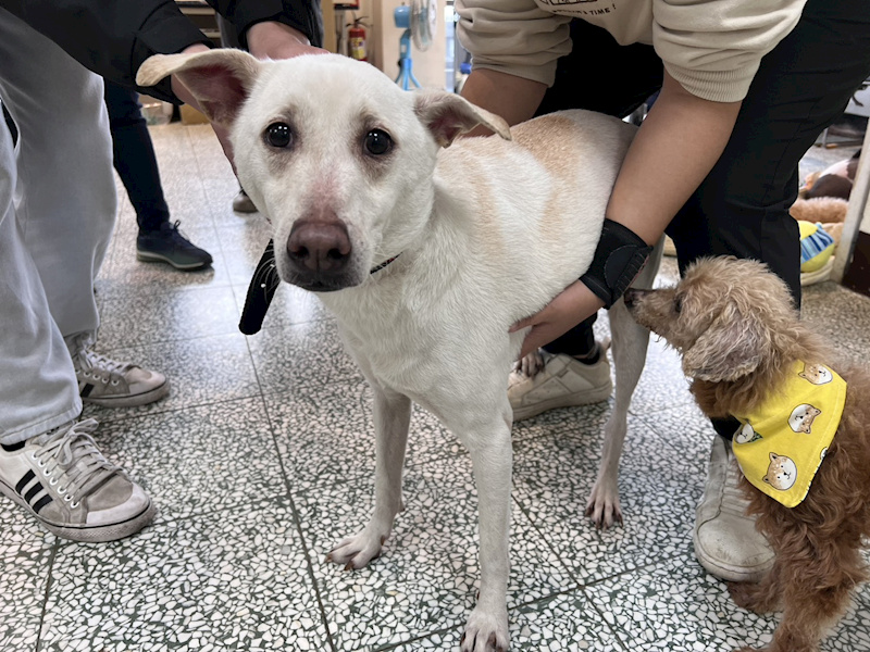 桃園市動物保護教育園區,編號:441894, 混種犬          