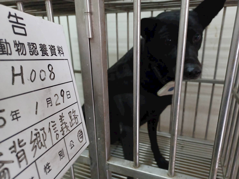 雲林縣流浪動物收容所,編號:441356, 混種犬          