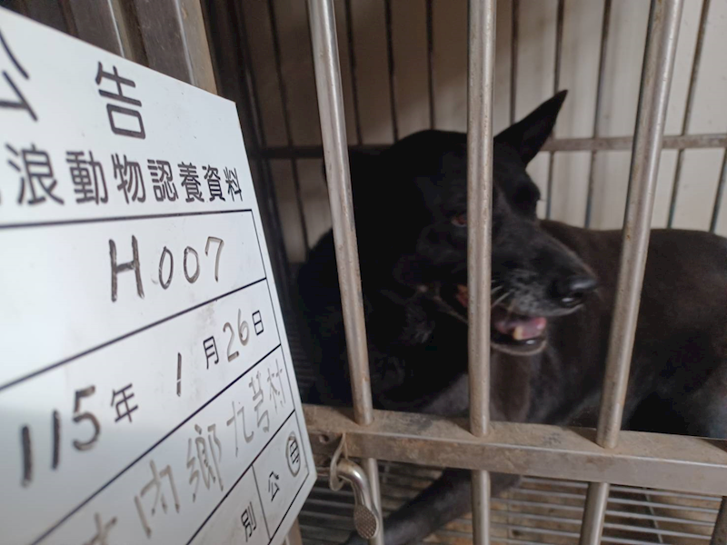 雲林縣流浪動物收容所,編號:441349, 台灣犬