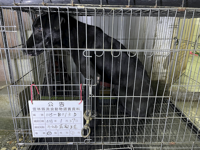 雲林縣流浪動物收容所,編號:441347, 混種犬          