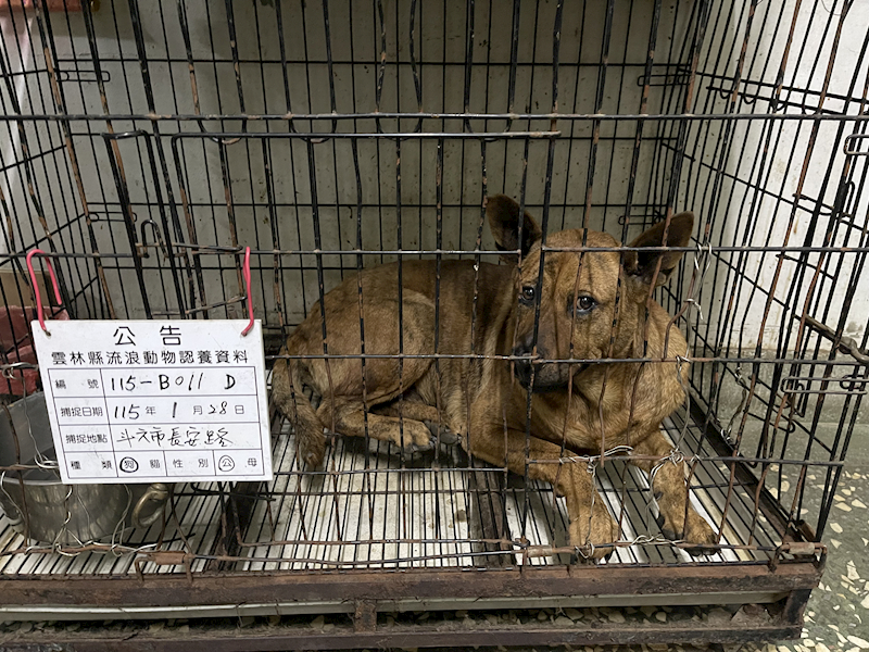 雲林縣流浪動物收容所,編號:441342, 混種犬          