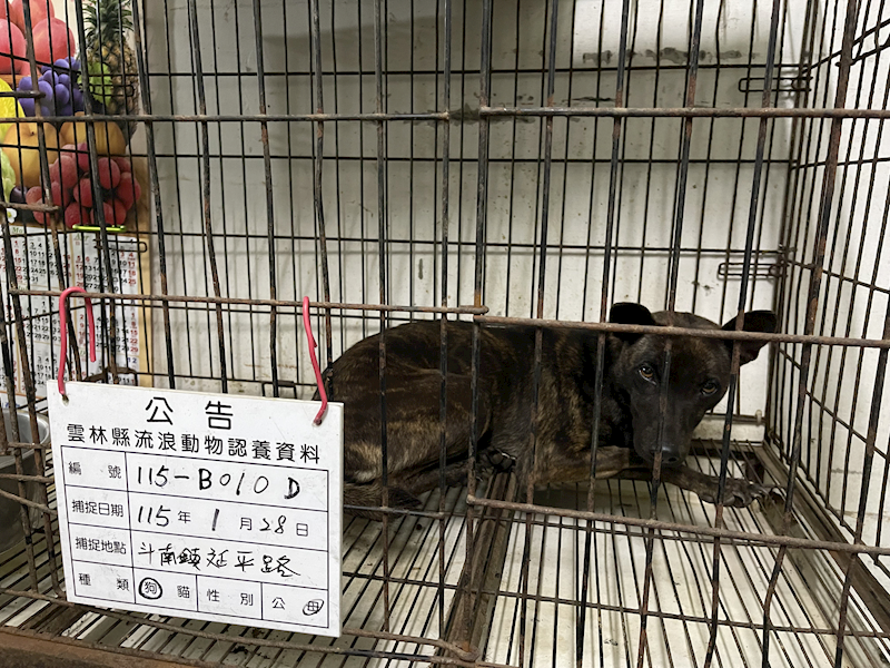 雲林縣流浪動物收容所,編號:441340, 混種犬          
